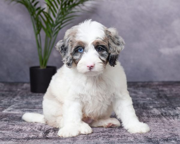 Photo of Mr. Buster the Mini-Bernedoodle puppy