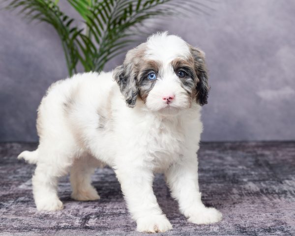 Photo of Mr. Buster the Mini-Bernedoodle puppy