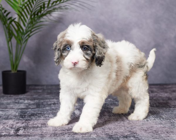 Mr. Buster the F1B Mini-Bernedoodle puppy