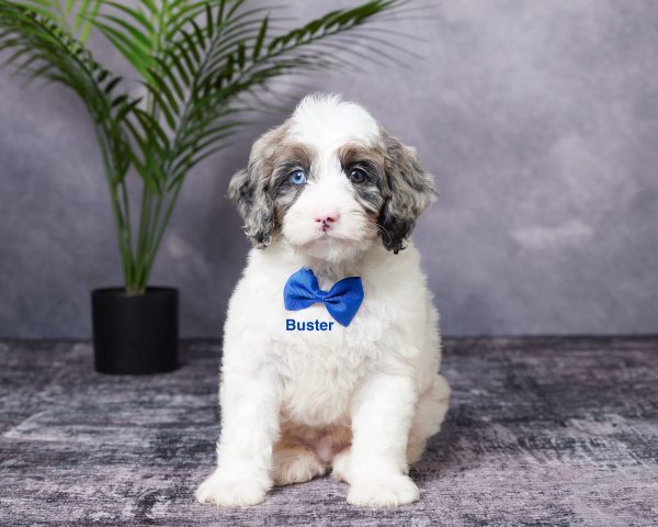 Photo of Mr. Buster the Mini-Bernedoodle puppy