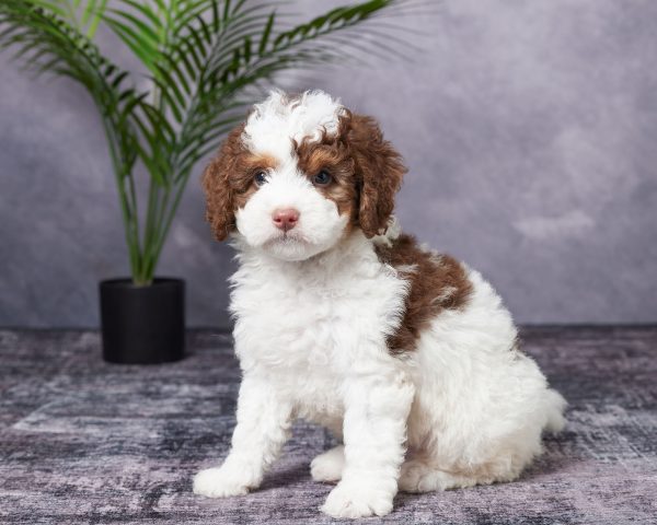 Mr. Banjo the Mini-Bernedoodle puppy