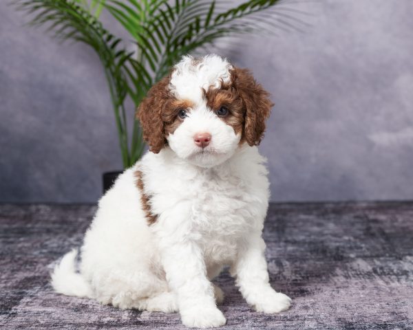 Photo of Mr. Banjo the Mini-Bernedoodle puppy
