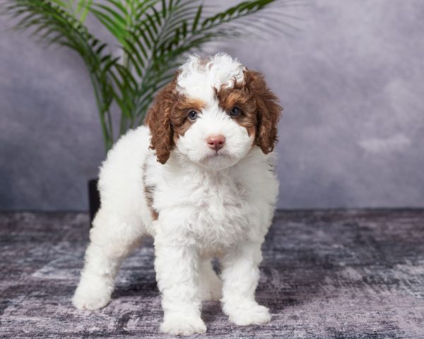 Photo of Mr. Banjo the Mini-Bernedoodle puppy