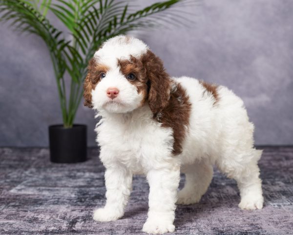 Photo of Mr. Banjo the Mini-Bernedoodle puppy