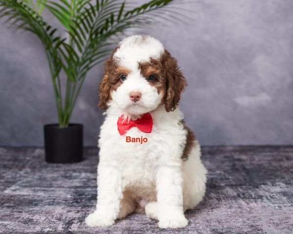 Photo of Mr. Banjo the Mini-Bernedoodle puppy