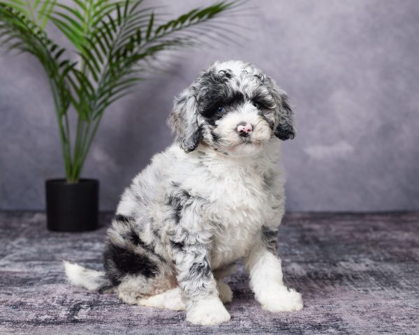 Ms. Beauty the Mini-Bernedoodle puppy