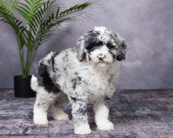 Photo of Ms. Beauty the Mini-Bernedoodle puppy