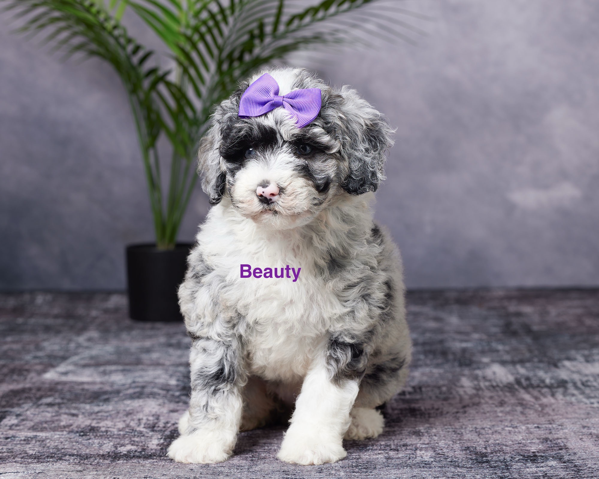 Photo of Ms. Beauty the Mini-Bernedoodle puppy