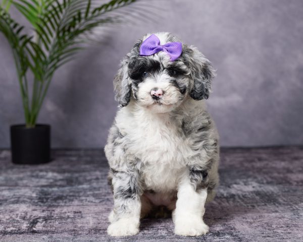 Photo of Ms. Beauty the Mini-Bernedoodle puppy