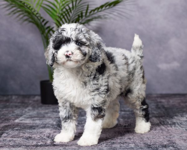 Photo of Ms. Beauty the Mini-Bernedoodle puppy