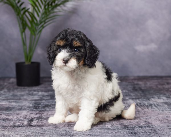 Photo of Ms. Blessing the Mini-Bernedoodle puppy