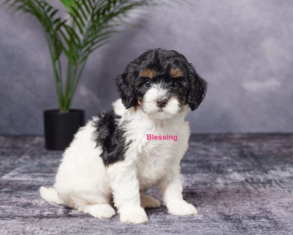 Ms. Blessing the Mini-Bernedoodle puppy