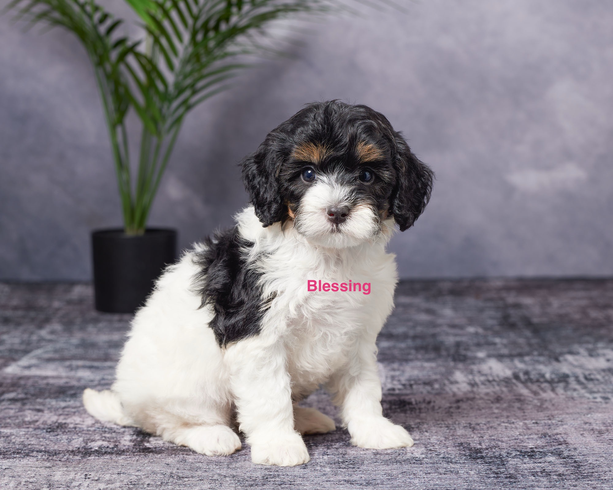 Photo of Ms. Blessing the Mini-Bernedoodle puppy