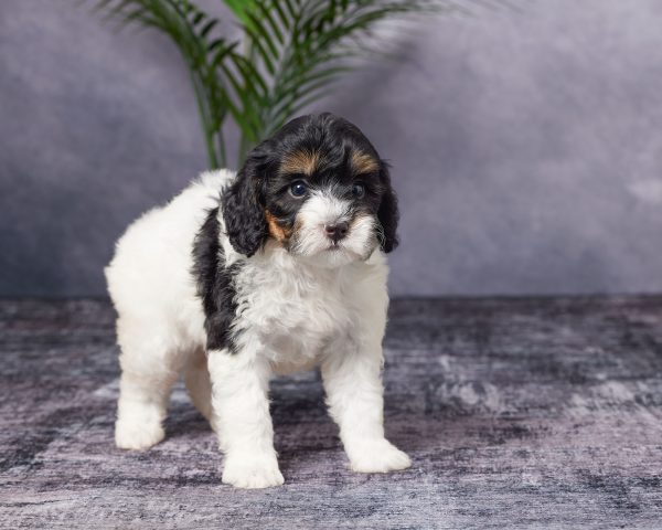 Photo of Ms. Blessing the Mini-Bernedoodle puppy