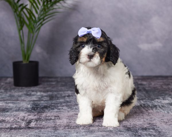 Photo of Ms. Blessing the Mini-Bernedoodle puppy