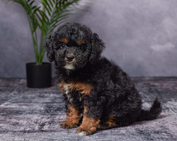 Photo of Ms. Bonnie the Mini-Bernedoodle puppy