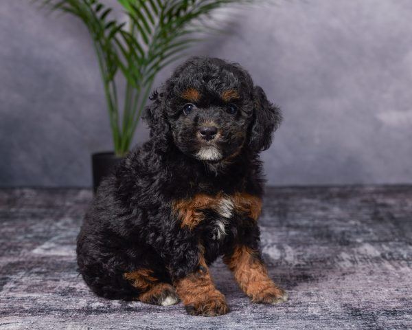Ms. Bonnie the Mini-Bernedoodle puppy