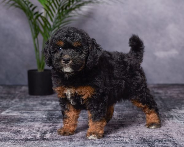 Photo of Ms. Bonnie the Mini-Bernedoodle puppy