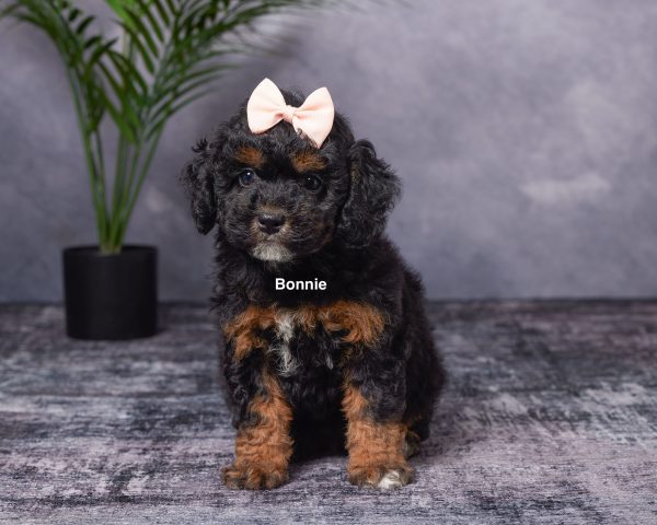 Photo of Ms. Bonnie the Mini-Bernedoodle puppy