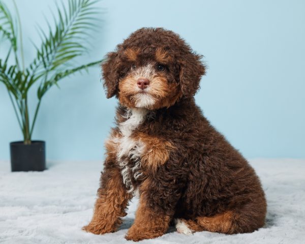 Mr. Benson the F1B Mini-Bernedoodle (Bella's Litter) - Image 8