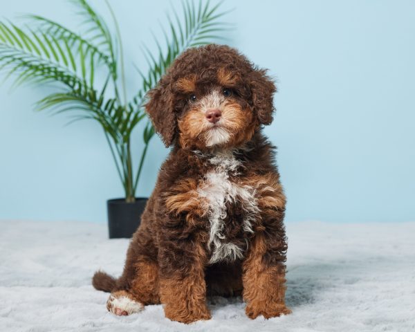 Mr. Benson the F1B Mini-Bernedoodle (Bella's Litter) - Image 3