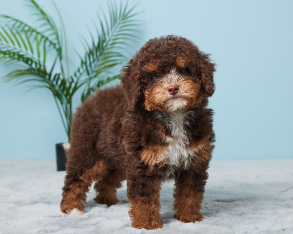 Mr. Benson the F1B Mini-Bernedoodle (Bella's Litter) - Image 7