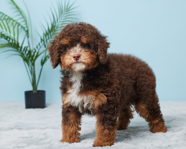 Mr. Benson the F1B Mini-Bernedoodle (Bella's Litter) - Image 2
