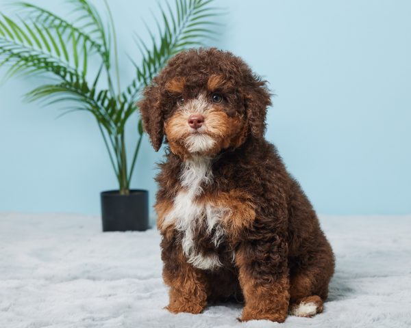 Mr. Benson the F1B Mini-Bernedoodle (Bella's Litter) - Image 6