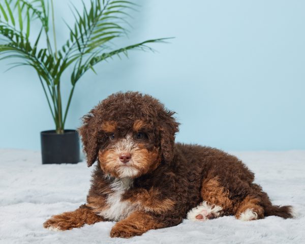 Mr. Benson the F1B Mini-Bernedoodle (Bella's Litter) - Image 5