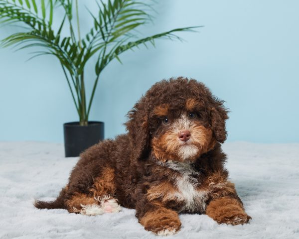 Mr. Benson the F1B Mini-Bernedoodle (Bella's Litter) - Image 4