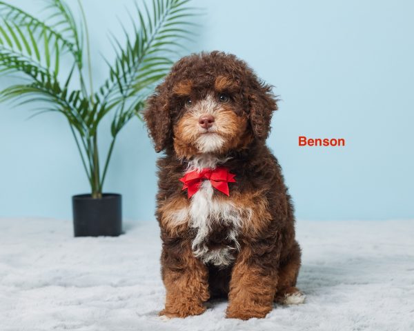 Mr. Benson the F1B Mini-Bernedoodle (Bella’s Litter) puppy