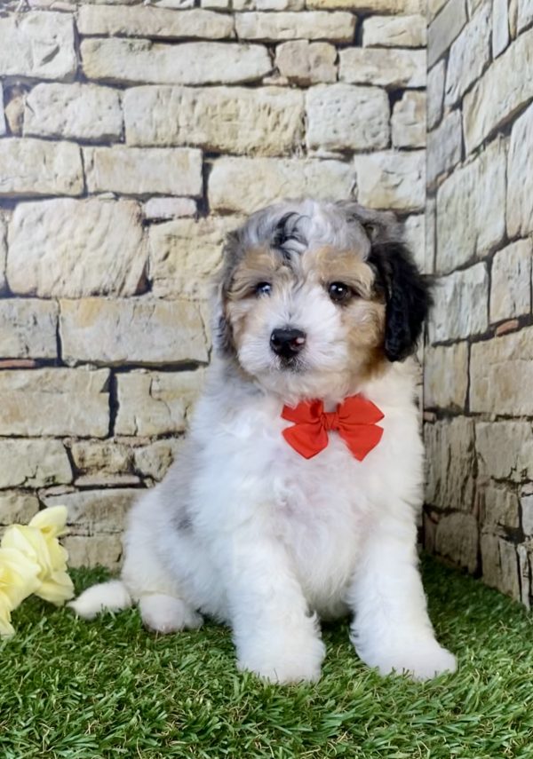 Mr. Aero the F1B Micro Mini-Bernedoodle puppy