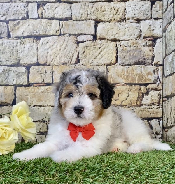 Photo of Mr. Aero the F1B Micro Mini-Bernedoodle puppy