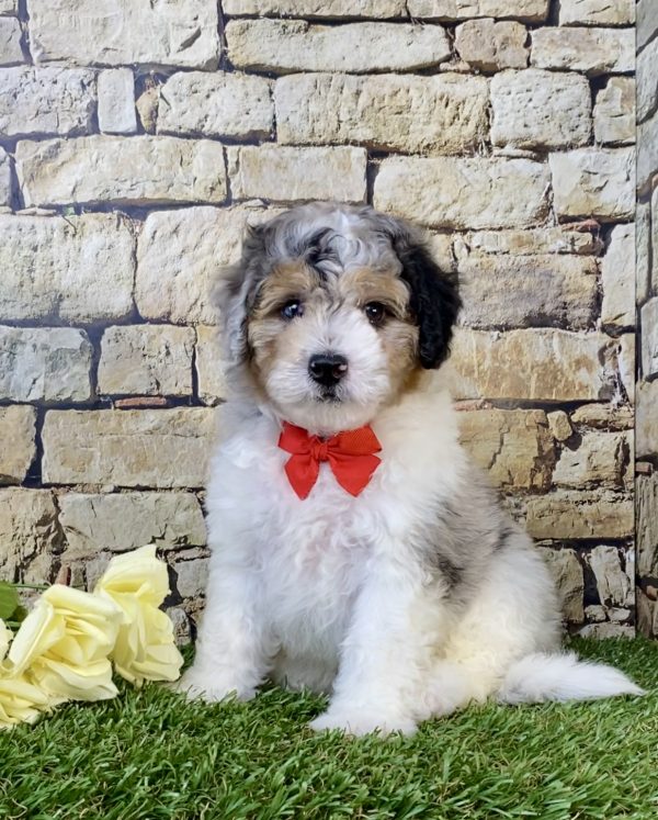 Photo of Mr. Aero the F1B Micro Mini-Bernedoodle puppy