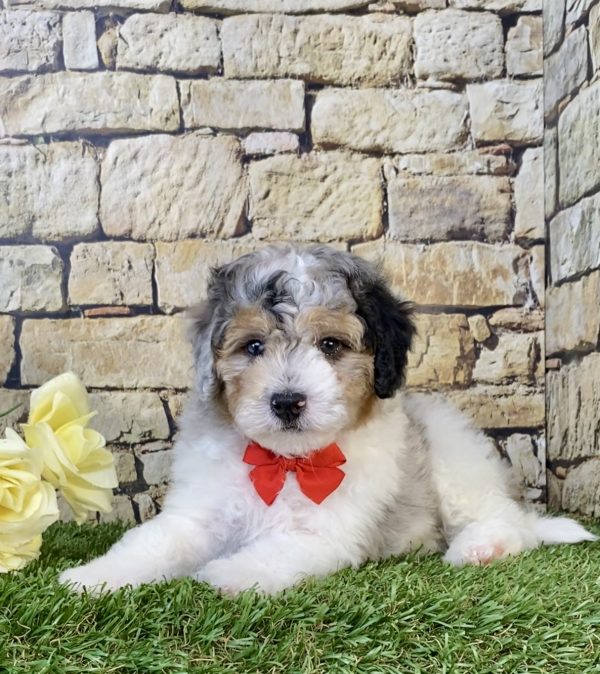 Photo of Mr. Aero the F1B Micro Mini-Bernedoodle puppy