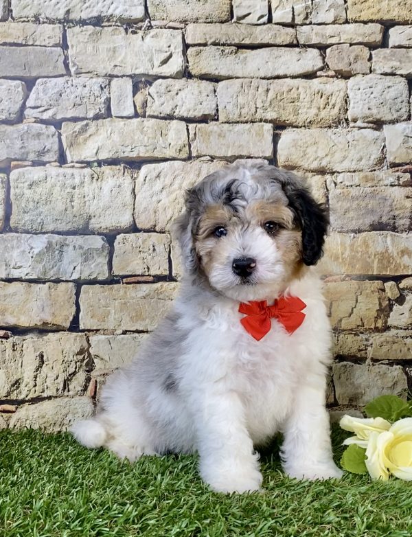 Photo of Mr. Aero the F1B Micro Mini-Bernedoodle puppy