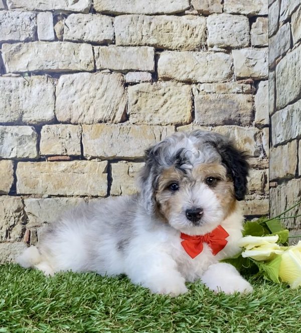 Photo of Mr. Aero the F1B Micro Mini-Bernedoodle puppy