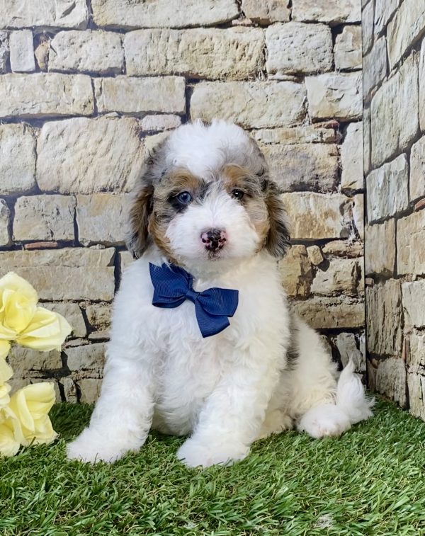 Mr. Alex the F1B Micro Mini-Bernedoodle puppy