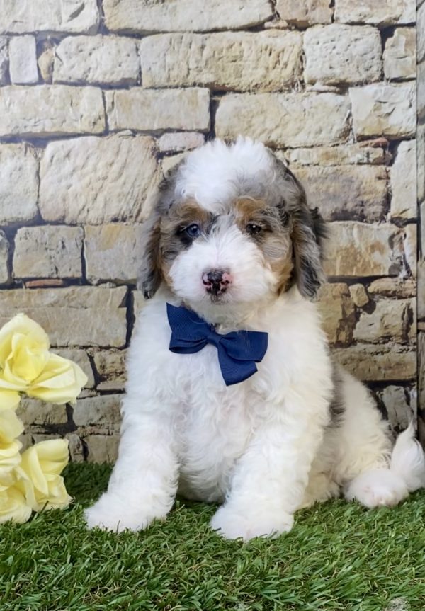 Photo of Mr. Alex the F1B Micro Mini-Bernedoodle puppy