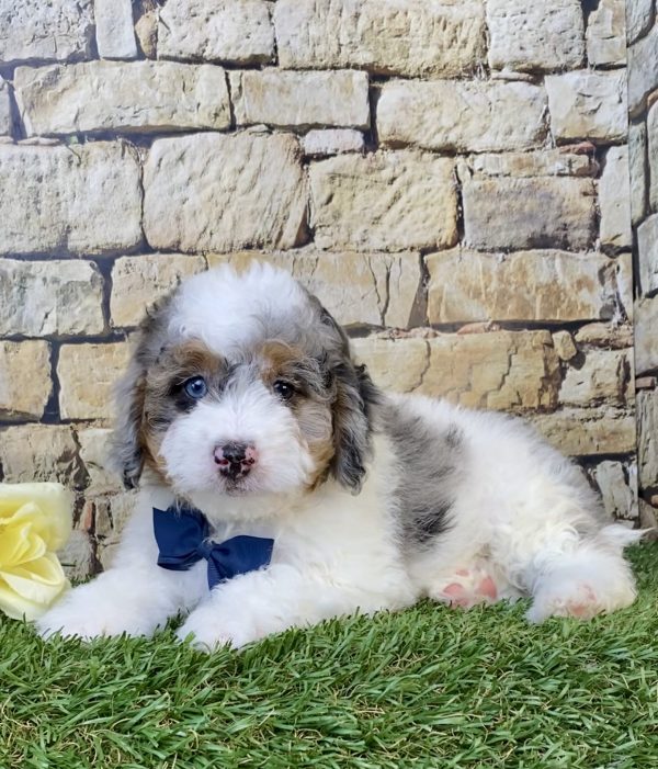 Photo of Mr. Alex the F1B Micro Mini-Bernedoodle puppy