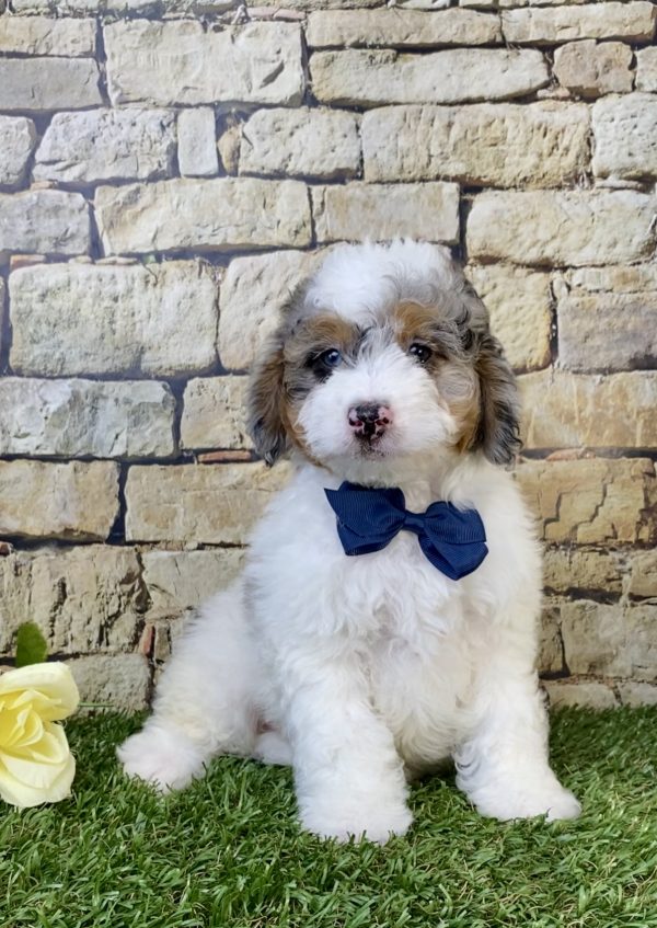 Photo of Mr. Alex the F1B Micro Mini-Bernedoodle puppy