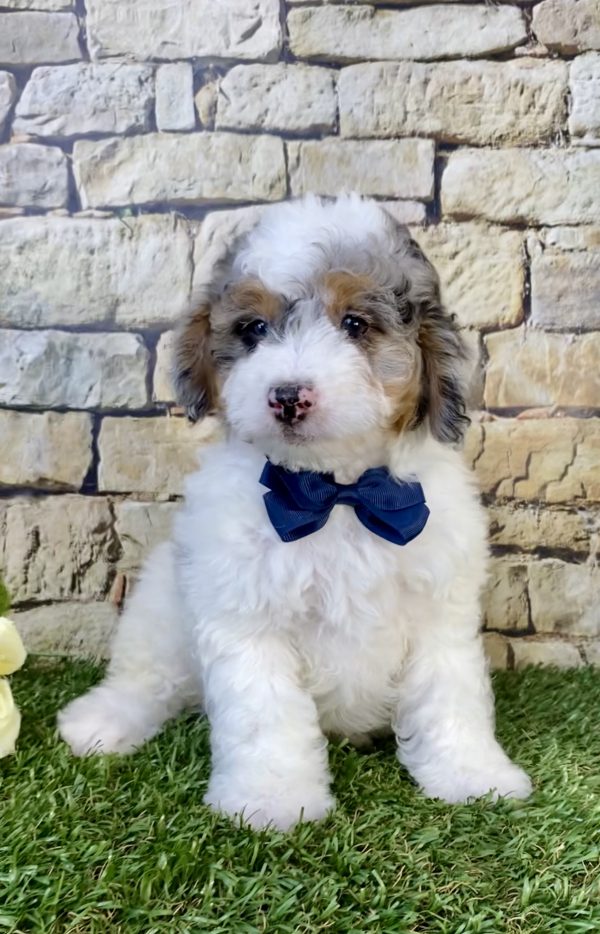 Photo of Mr. Alex the F1B Micro Mini-Bernedoodle puppy