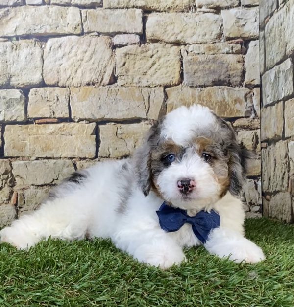 Photo of Mr. Alex the F1B Micro Mini-Bernedoodle puppy