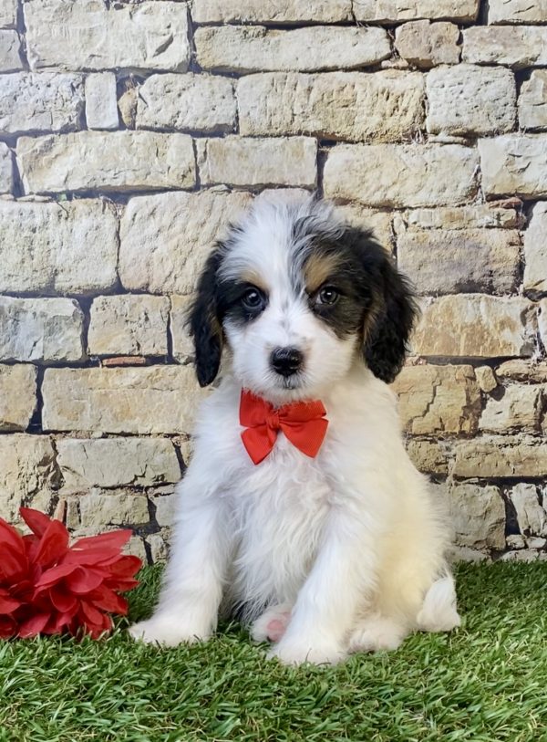 Mr. Scout the F1B Mini-Bernedoodlep puppy
