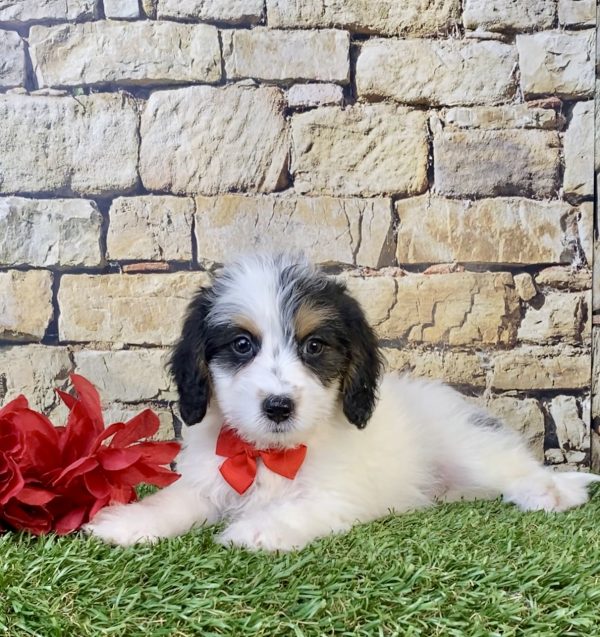 Photo of Mr. Scout the F1B Mini-Bernedoodle puppy