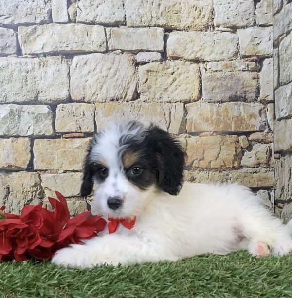 Photo of Mr. Scout the F1B Mini-Bernedoodle puppy
