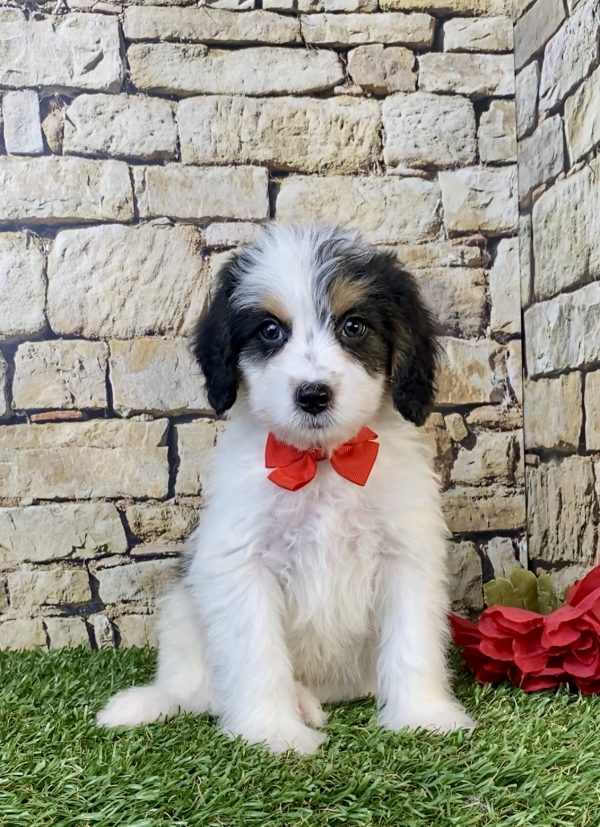 Photo of Mr. Scout the F1B Mini-Bernedoodle puppy