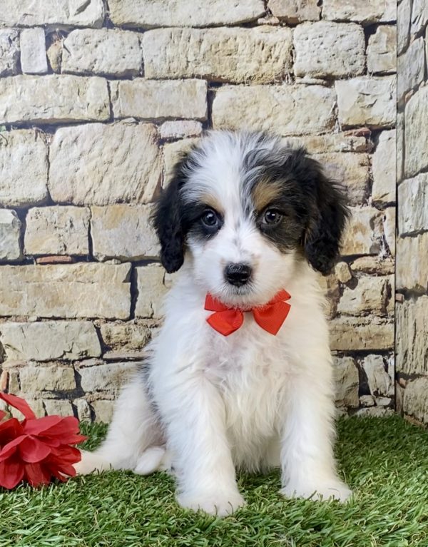 Photo of Mr. Scout the F1B Mini-Bernedoodle puppy