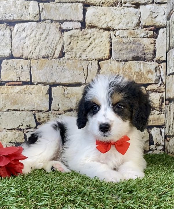 Photo of Mr. Scout the F1B Mini-Bernedoodle puppy