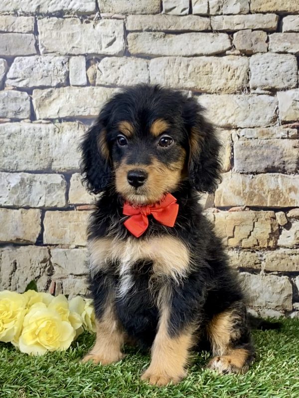 Photo of Mr. Stan the F1B Mini-Bernedoodle puppy
